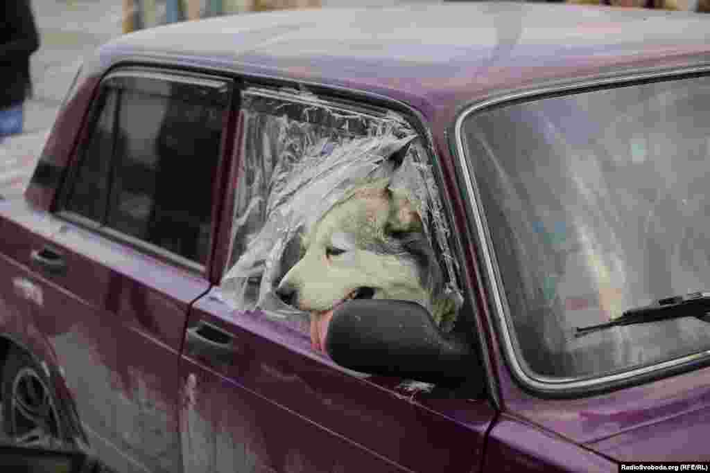 Пес у понівеченому автомобілі