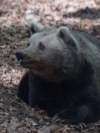 Rescued bears/Bulgaria