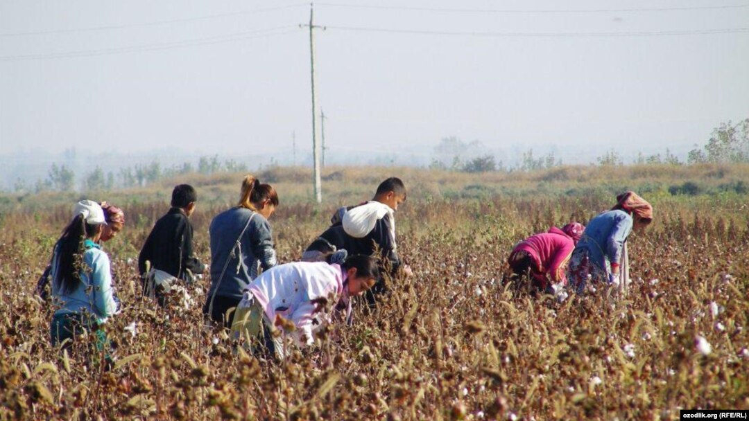Uzbekistan gave up using minors for cotton-picking in 2015 under international pressure that included boycott campaigns. (file photo)
