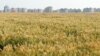 Image result for "Міхаіл Шруб"