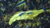 БАТЭ: пэрспэктывы эўракубкавай восені