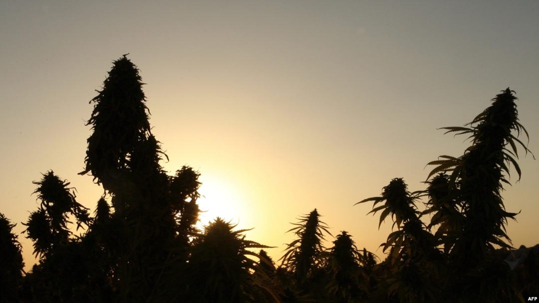 Two-meter-high marijuana "forests" can be found in Chu Valley.