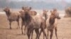 Дзеля крыві і пантаў: як бізнэсовец зь Ліды гадуе ў Беларусі алтайскіх аленяў