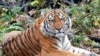 Tentative Signs Endangered Amur Tiger Making Comeback