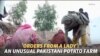'Orders From A Lady': An Unusual Pakistani Potato Farm